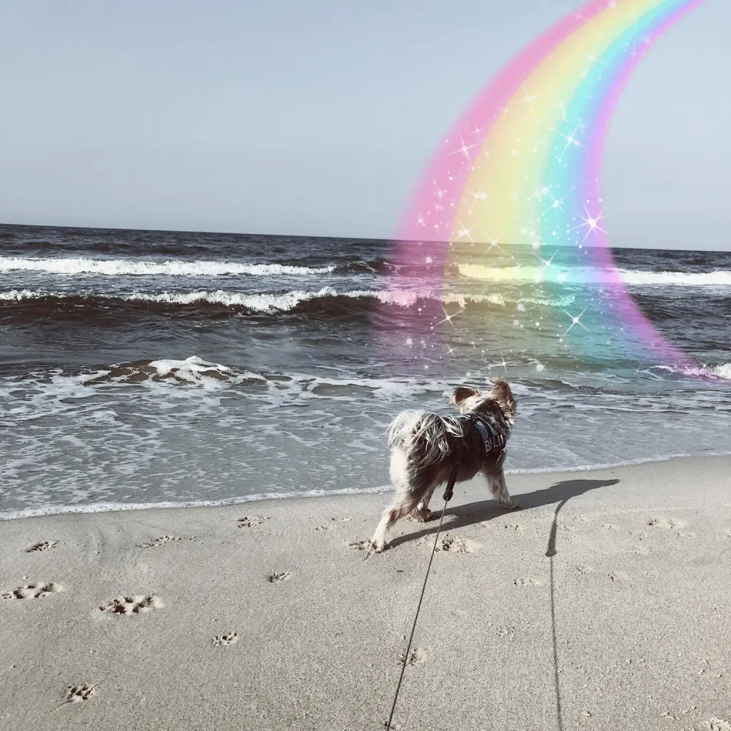 Bild von Balu