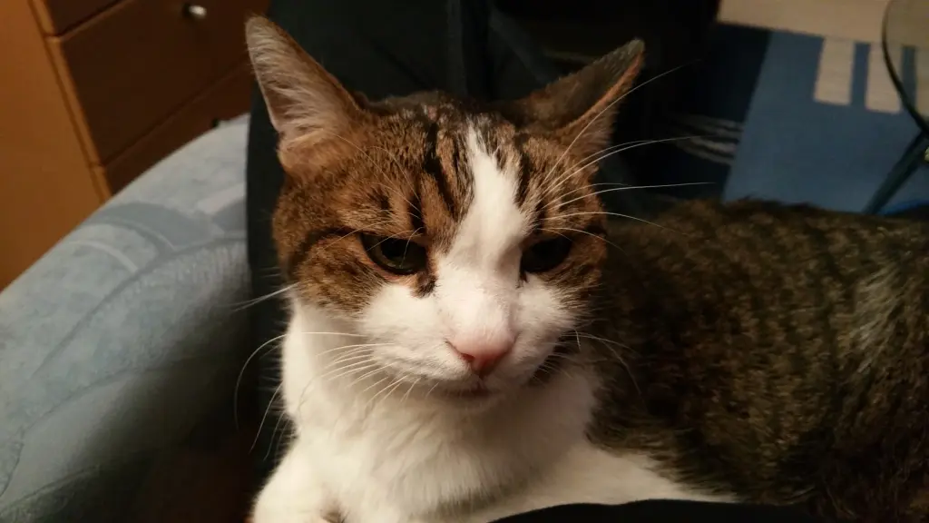 Andachtsbild von Tanja mit Timmy im Herzen