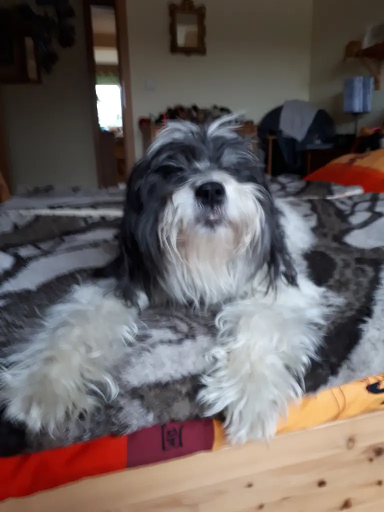 Andachtsbild von Christine mit Lucky im Herzen