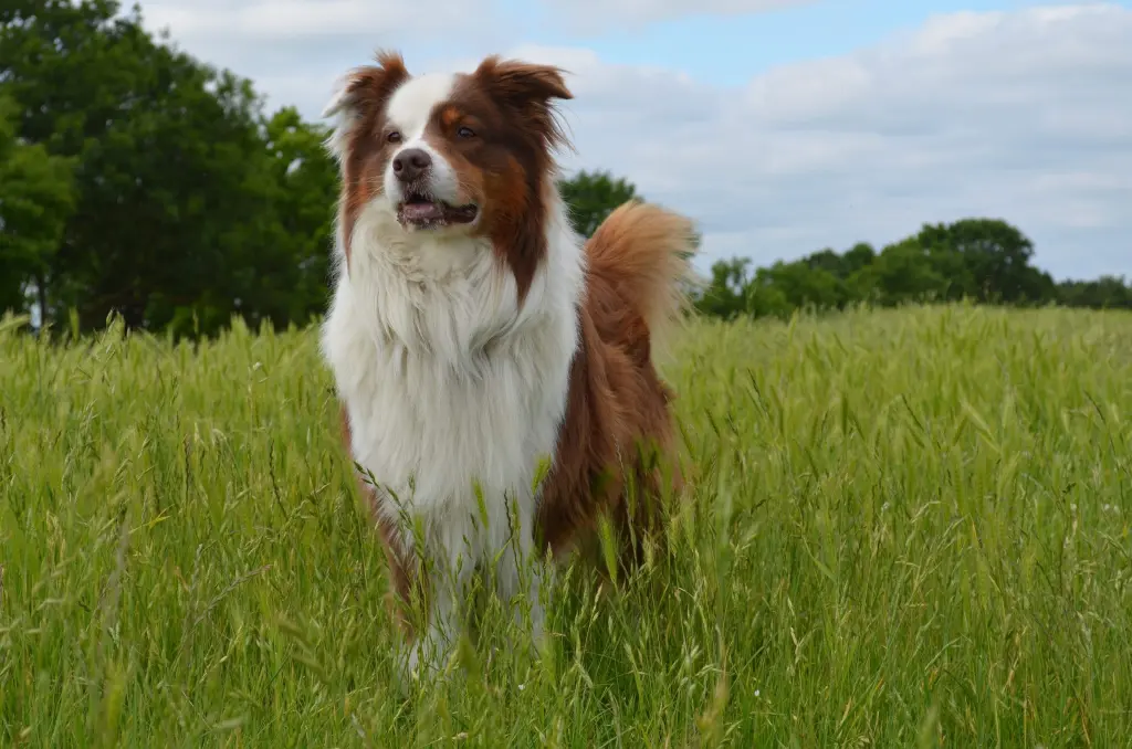 Andachtsbild von Laureen