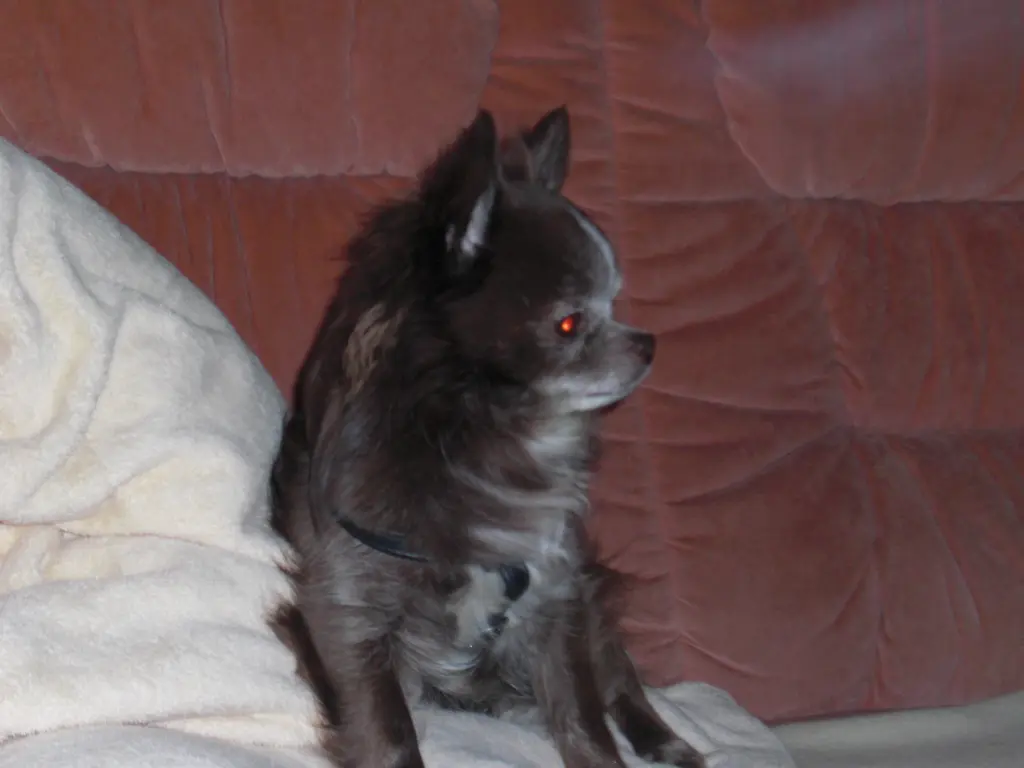 Bild von Tequila