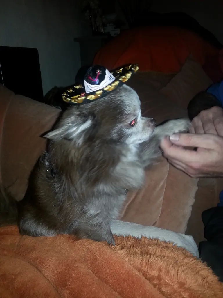 Bild von Tequila