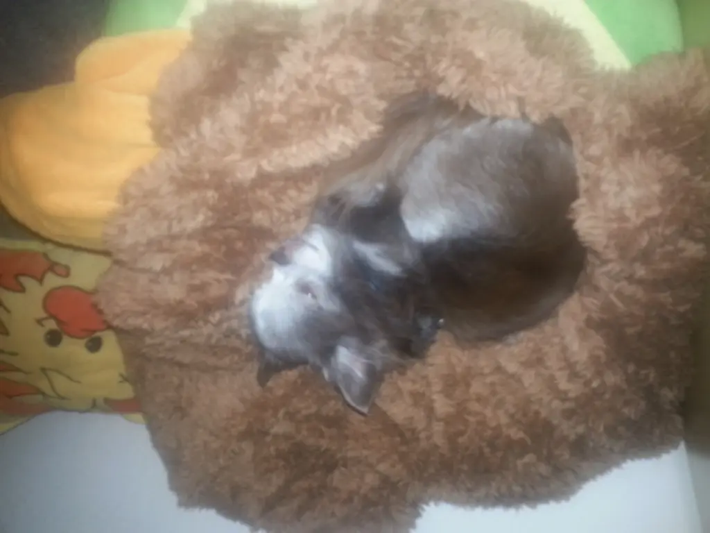 Bild von Tequila