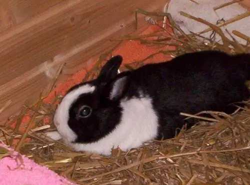 Bild von Hoppel