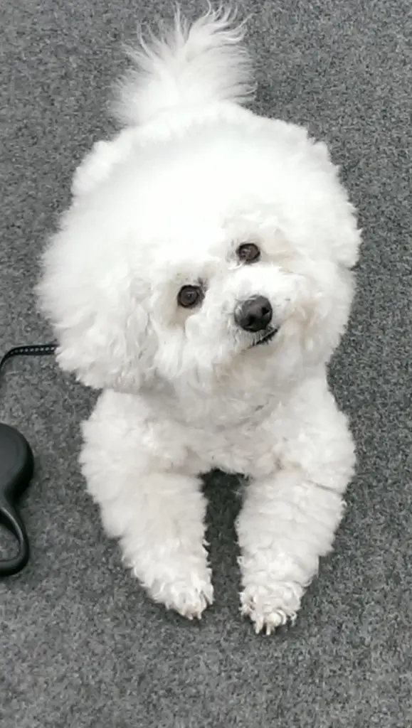 Condolence image of Dulce