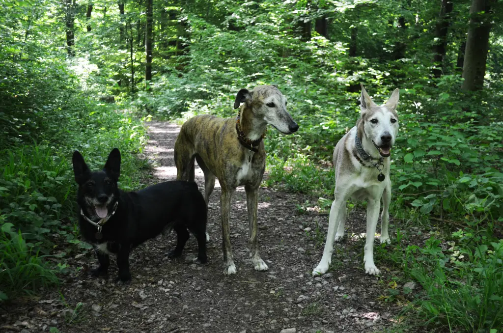 Andachtsbild von Viola