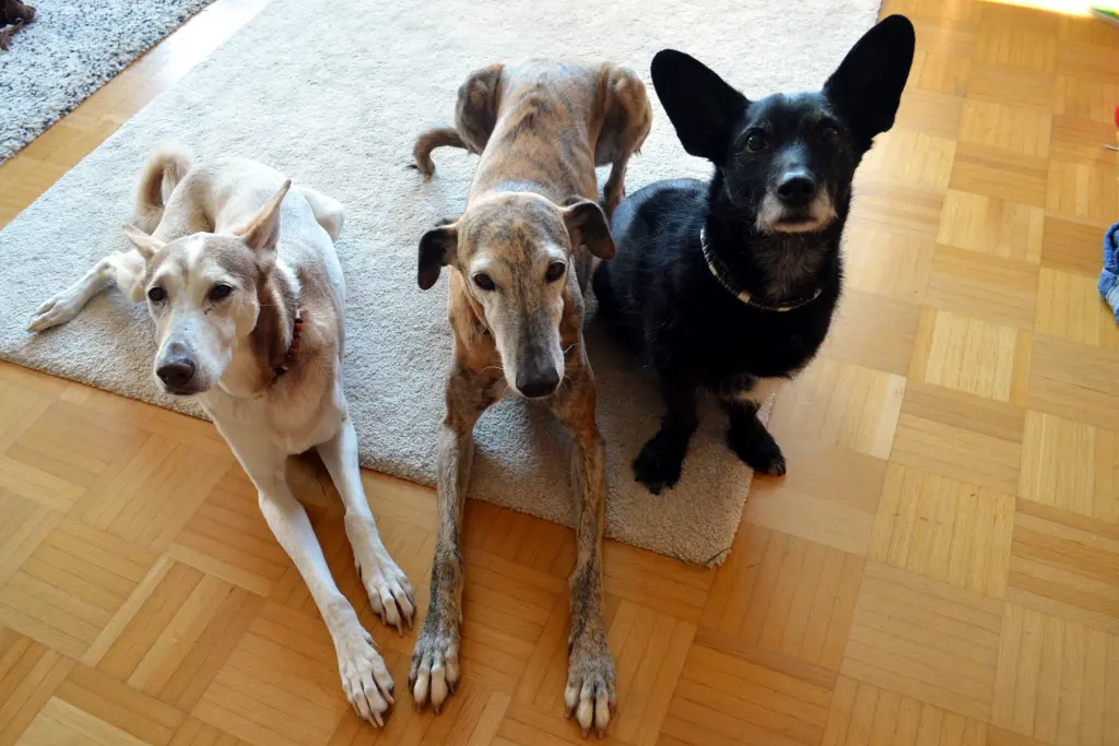 Andachtsbild von Viola