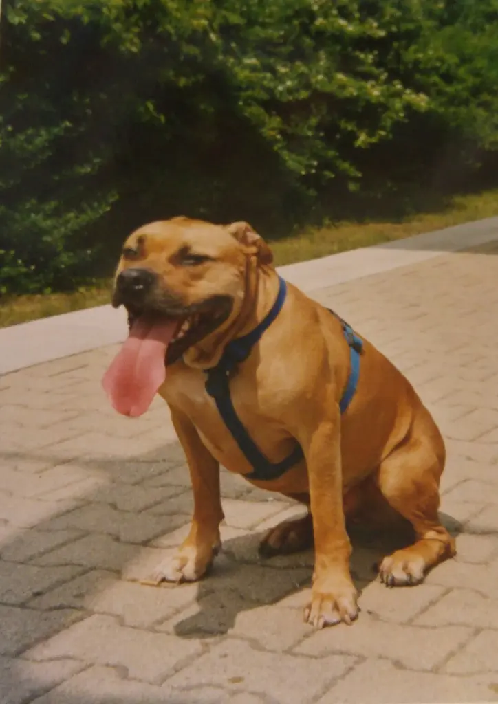 Andachtsbild von Sabine mit Como im Herzen