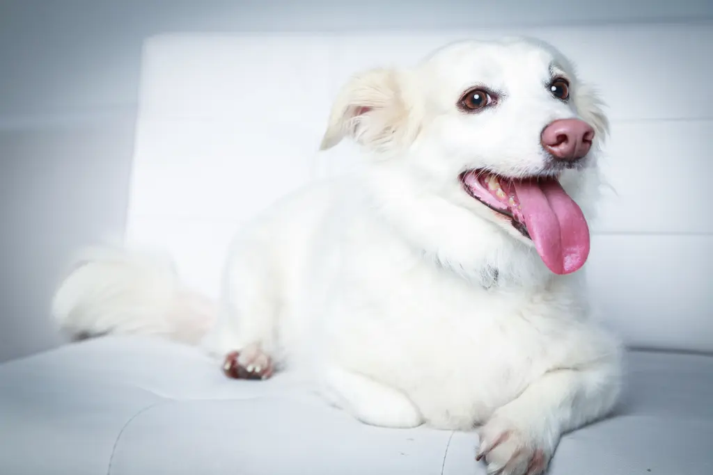 Andachtsbild von Petra mit Bella