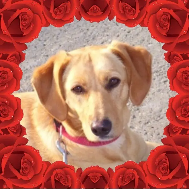 Andachtsbild von Andrea mit Minki im ♥️ gest. 19.10.2020