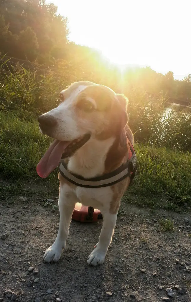 Image from Finn