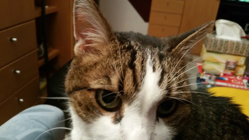 Condolence image of Tanja mit Timmy im Herzen