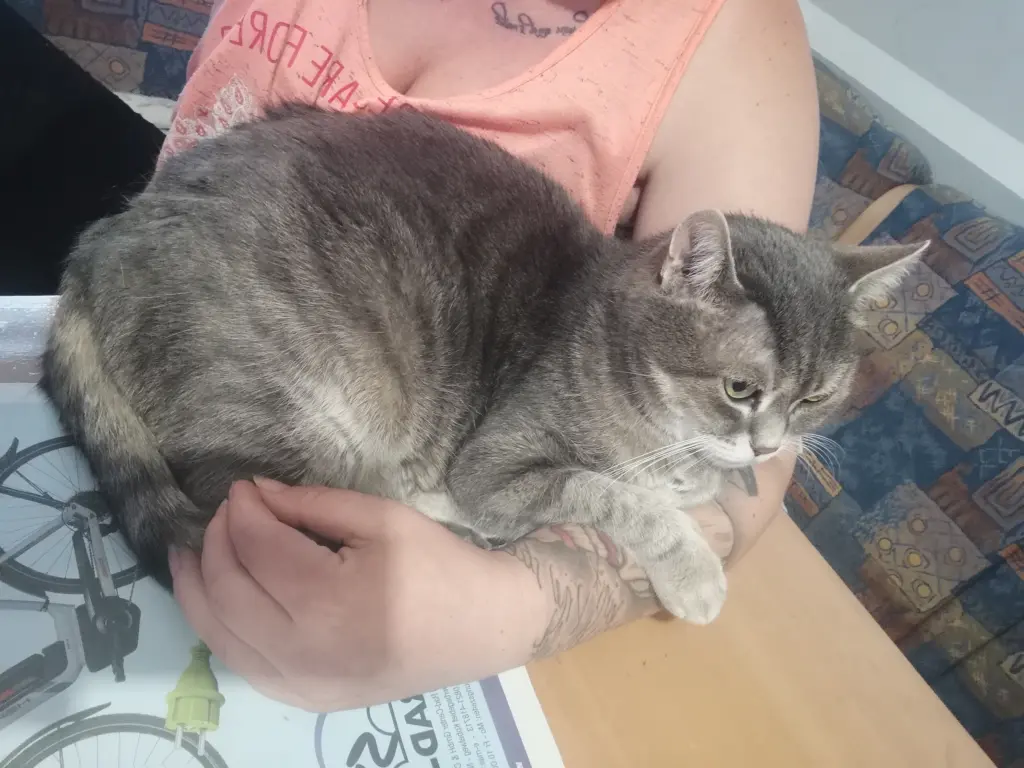 Image from Gismo