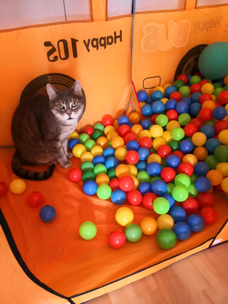 Image from Gismo