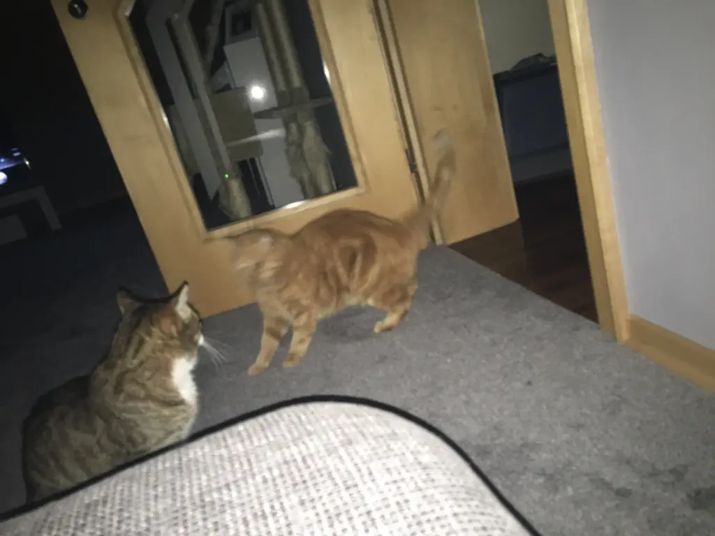 Image from Jenki