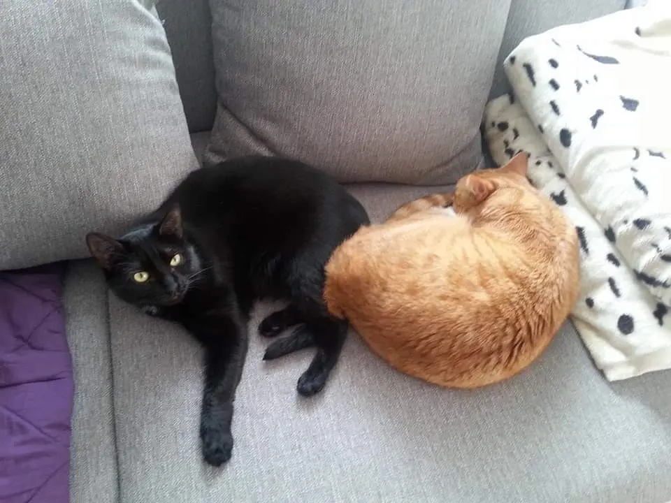 Andachtsbild von Daniela