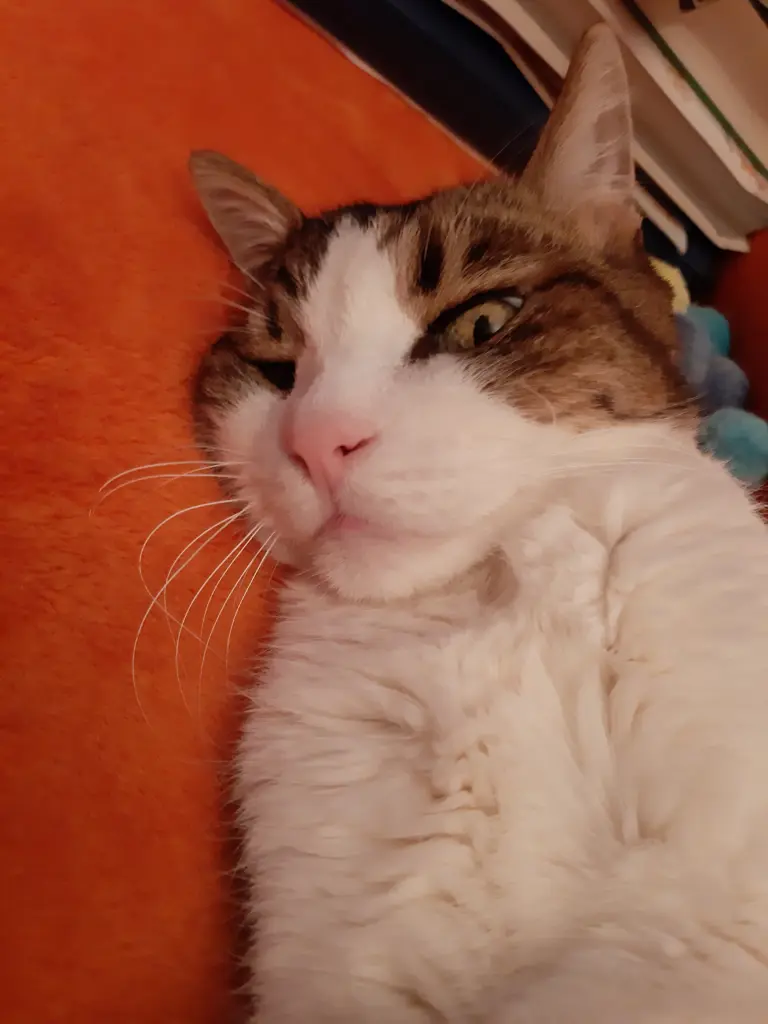Condolence image of Tanja mit Timmy im Herzen