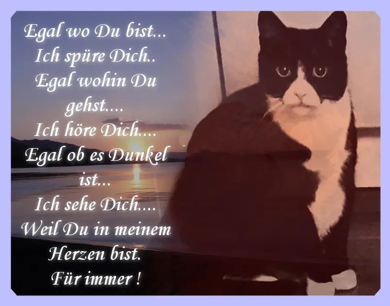 Condolence image of Sabine mit Kaspar tief im Herzen