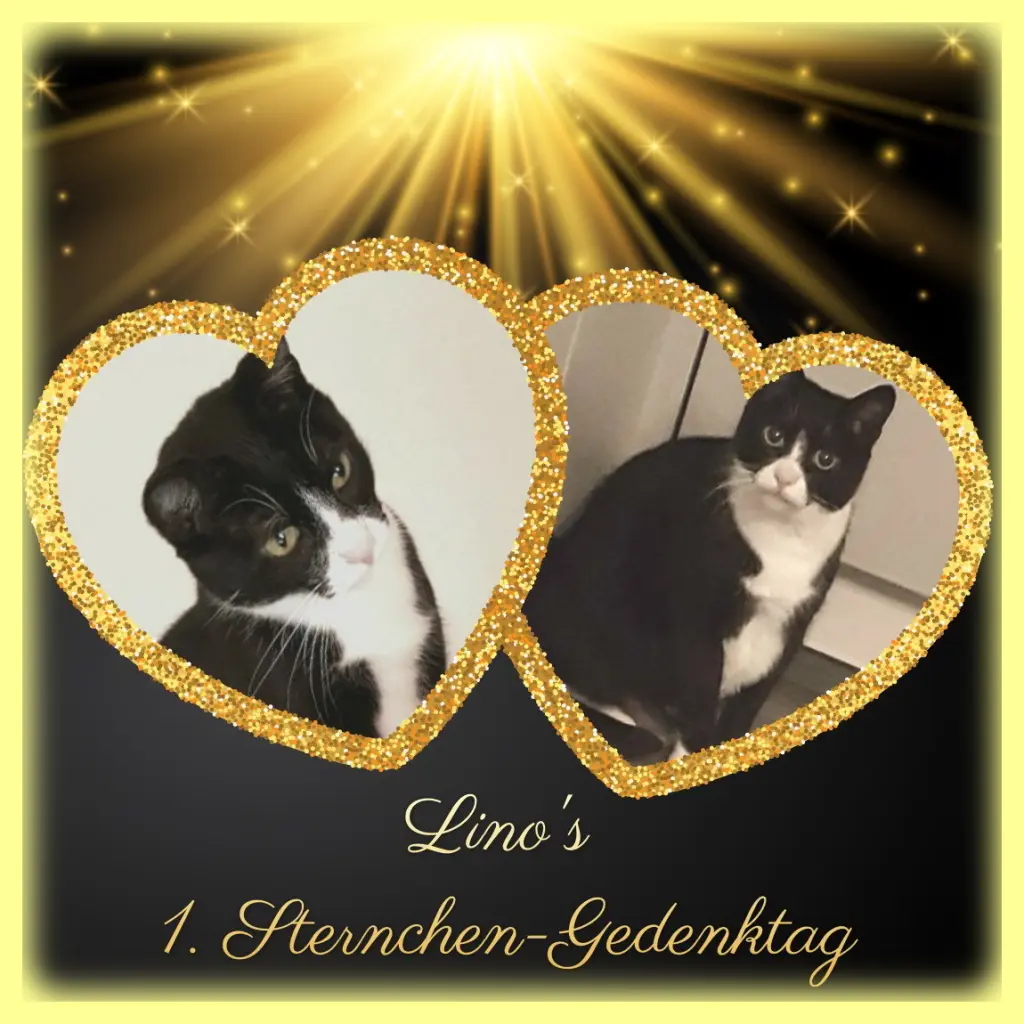 Condolence image of Sabine mit Kaspar tief im Herzen
