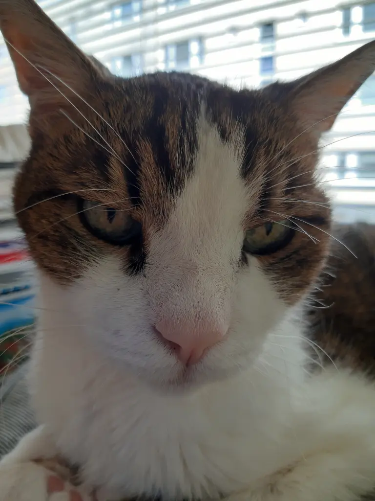 Condolence image of Tanja mit Timmy im Herzen
