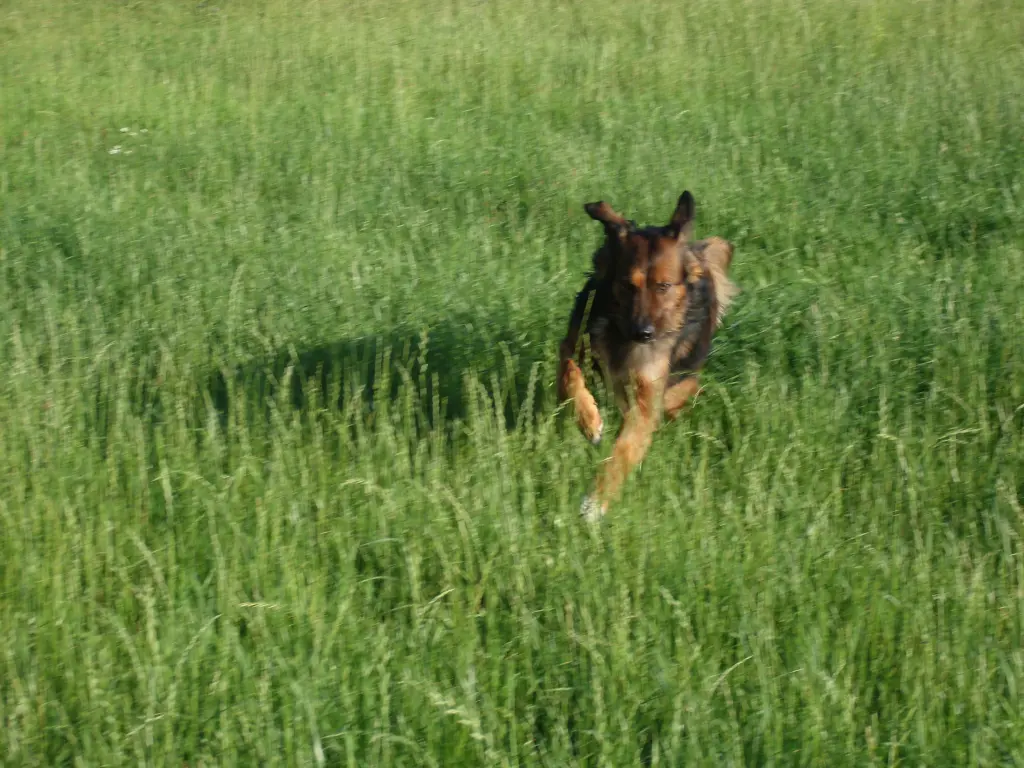 Image from Chispa
