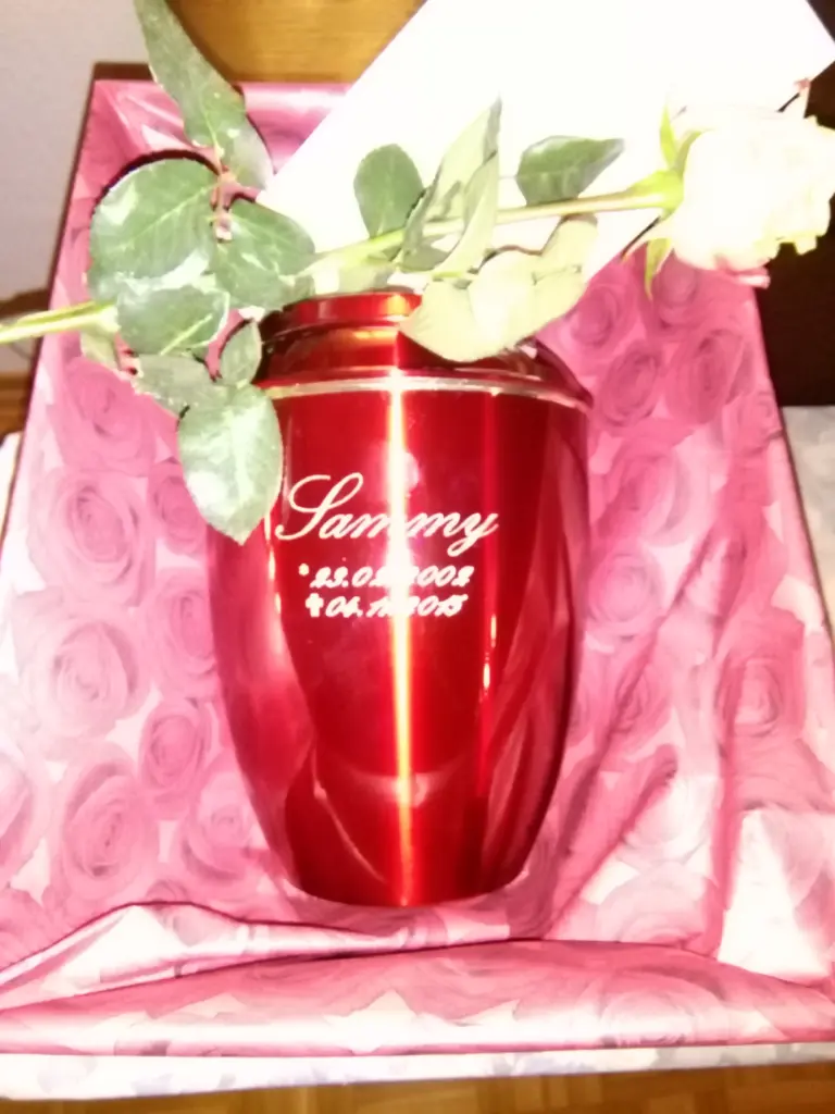 Image from Sammy