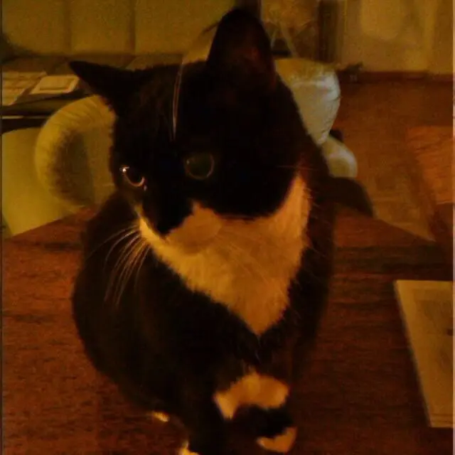 Image from Sammy