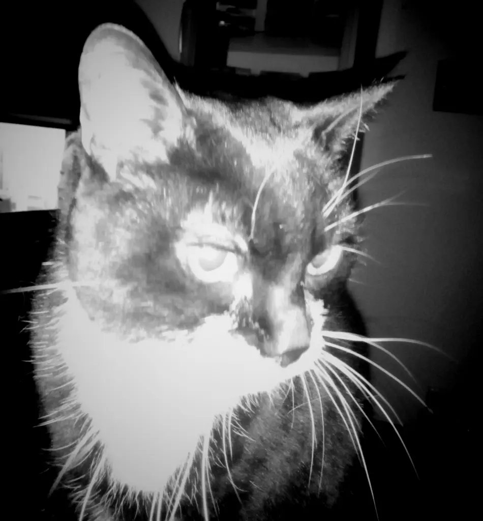 Image from Sammy