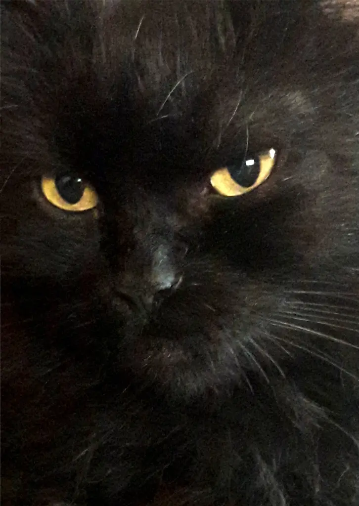 Image from Rasputin