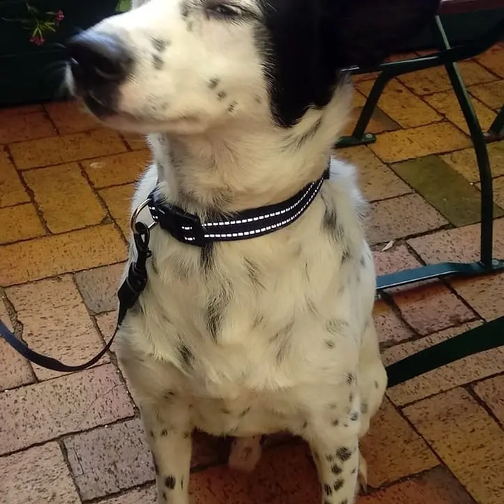 Image from Odie