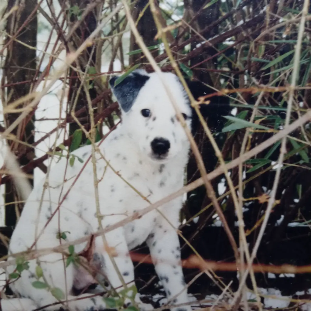 Image from Odie
