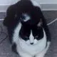 Image from Miezi