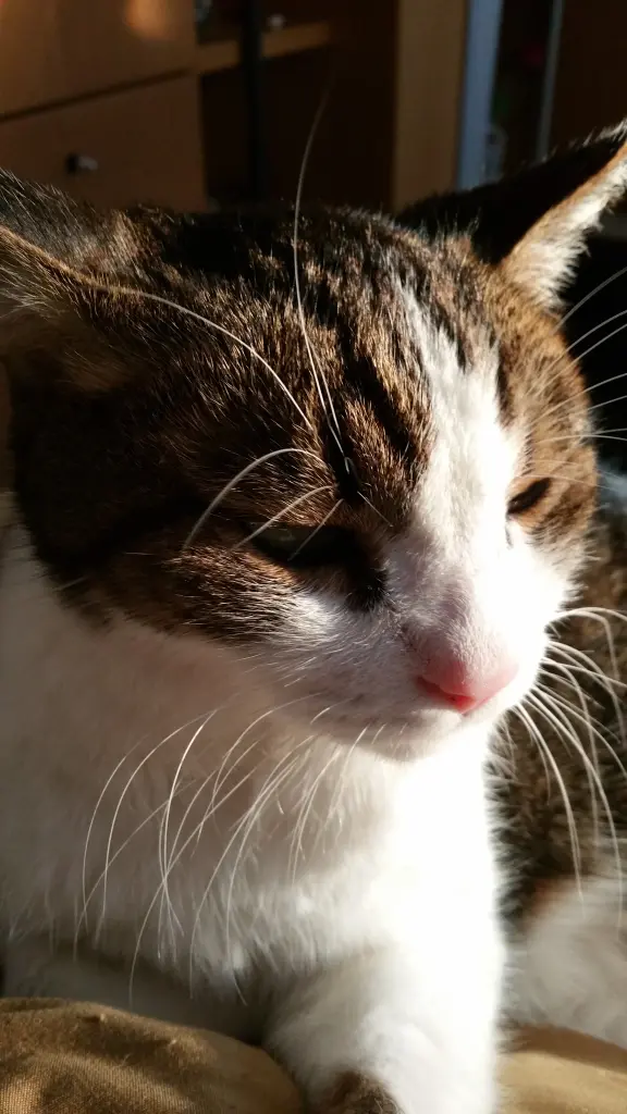 Condolence image of Tanja mit Timmy im Herzen