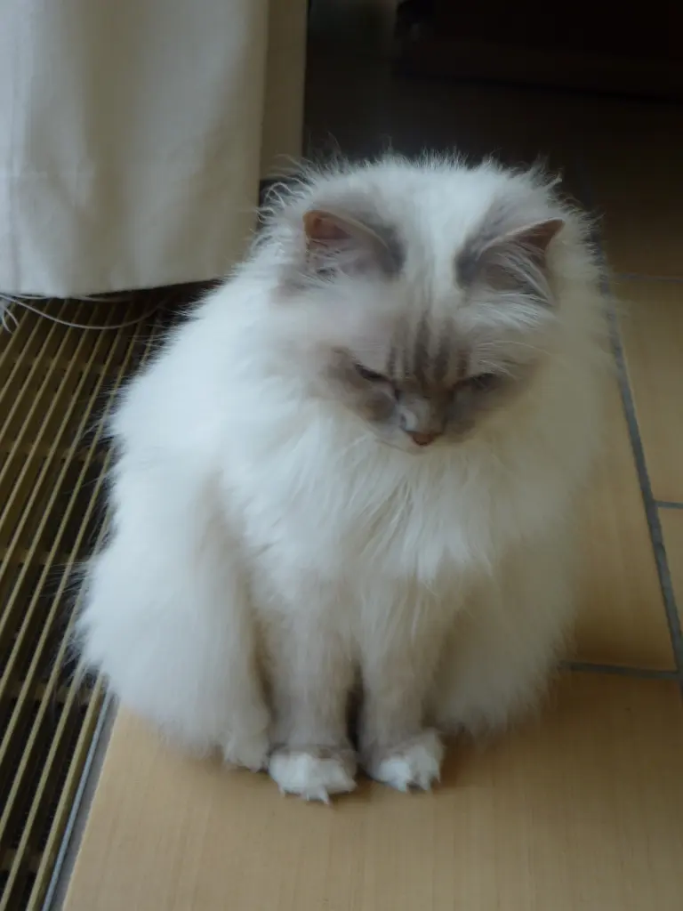 Andachtsbild von Catharina