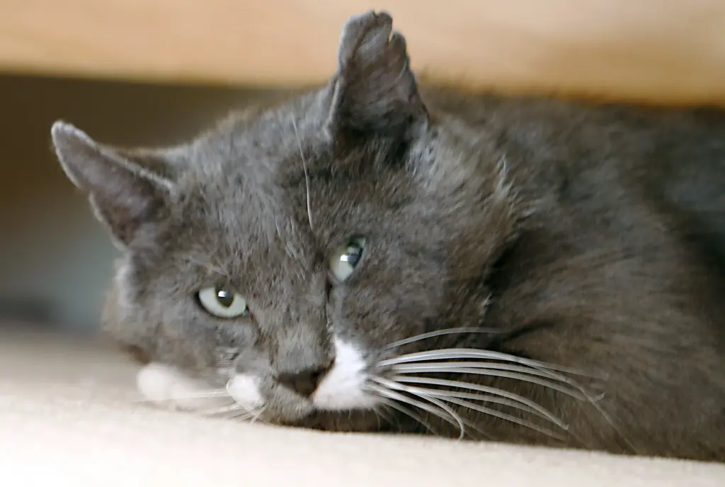 Andachtsbild von Unbekannt