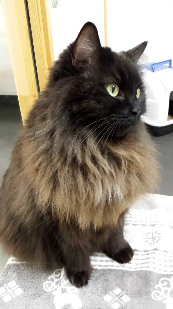 Andachtsbild von Unbekannt