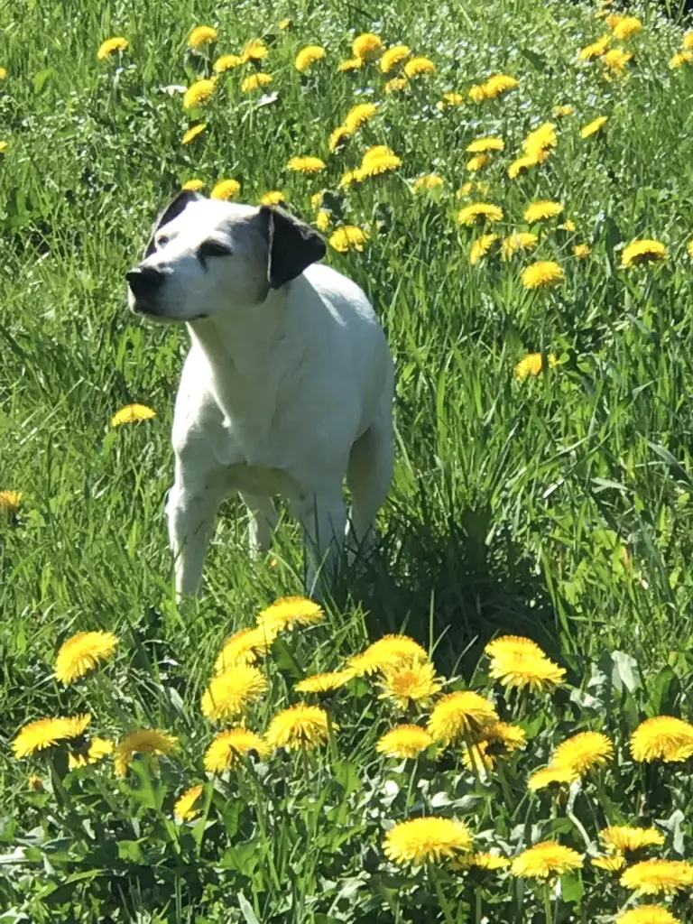 Image from Pünktchen