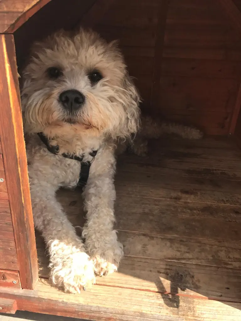 Image from Banjo
