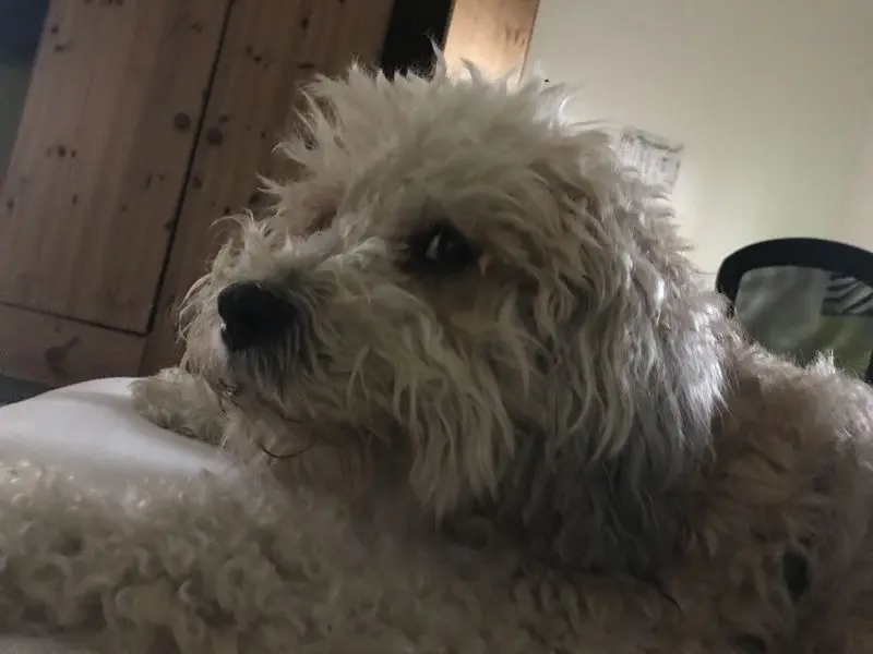 Image from Banjo
