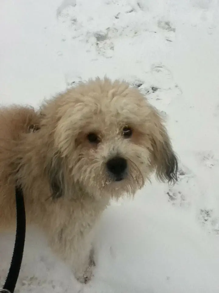 Image from Banjo