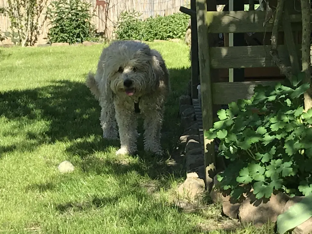 Image from Banjo