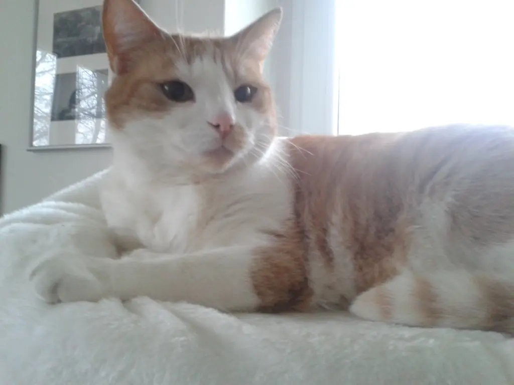 Condolence image of Heike mit Tigger tief im Herzen