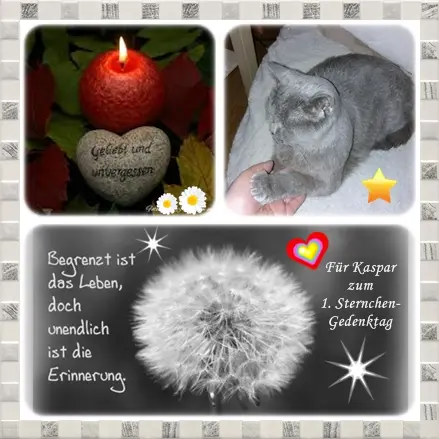 Condolence image of Ilse mit ihren geliebten Sternlein im Herzen