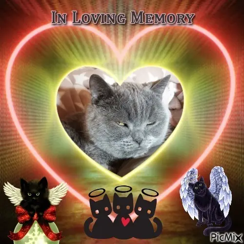 Condolence image of 4.Sternchen❤️Gedenktag❤️❤️❤️❤️