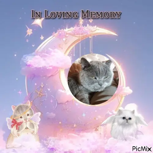 Condolence image of 5.Sternchen❤Gedenktag❤❤❤❤❤