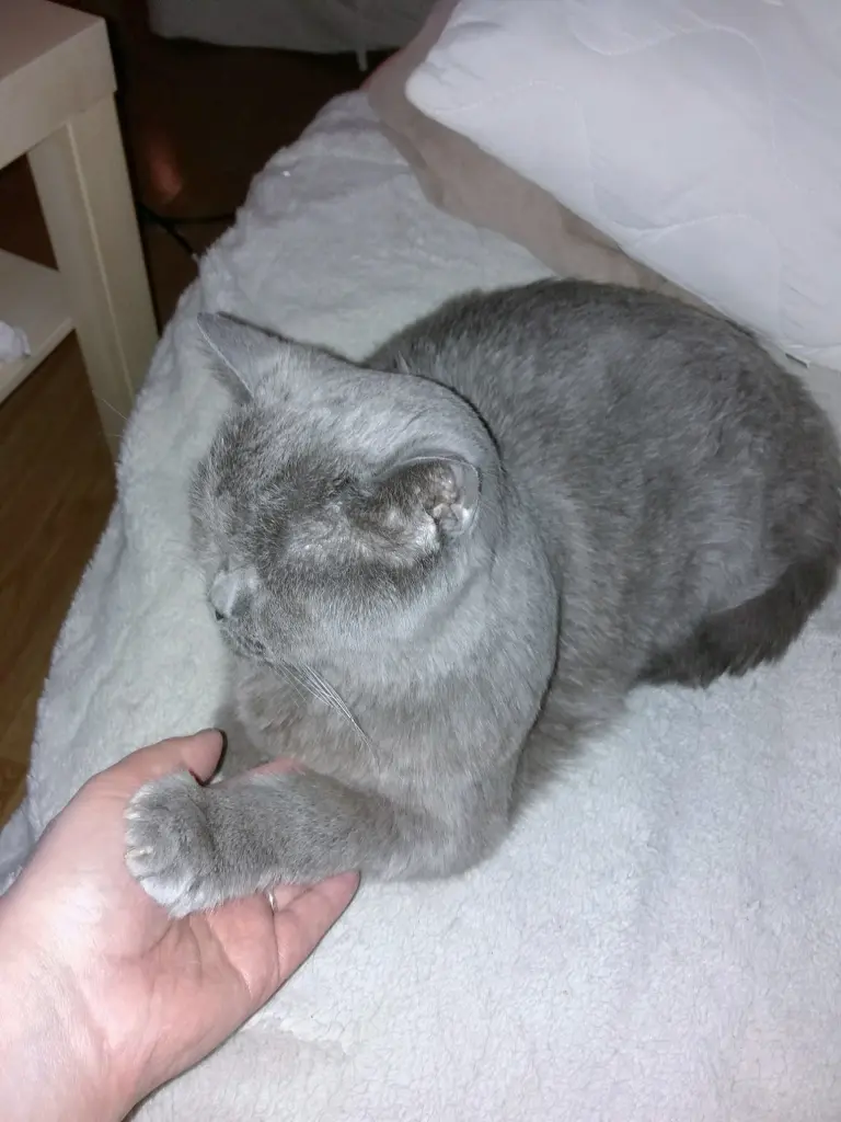 Image from Kaspar von Scherfenbrand