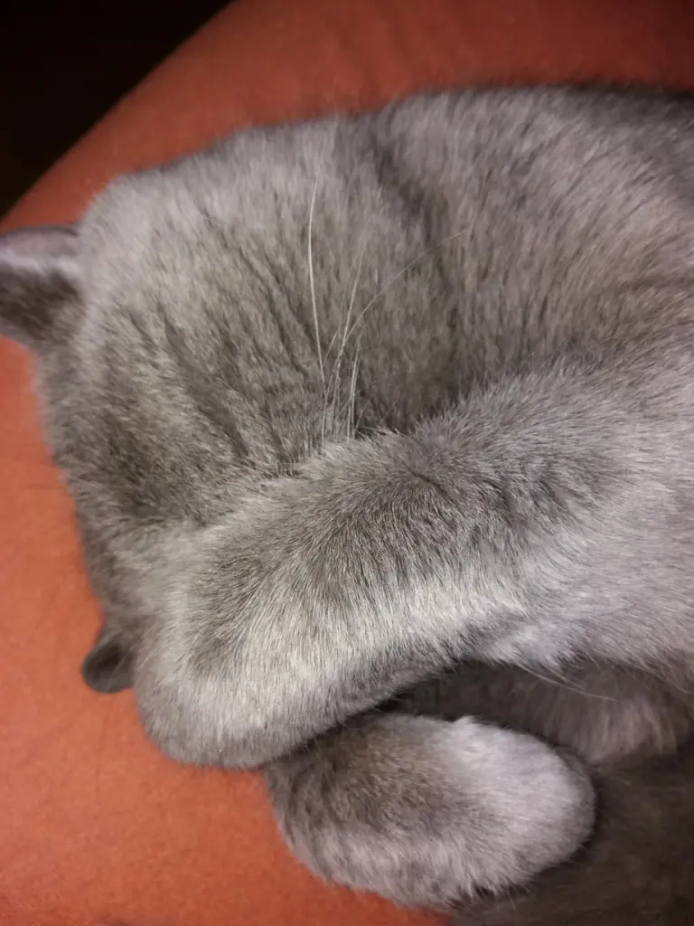 Image from Kaspar von Scherfenbrand