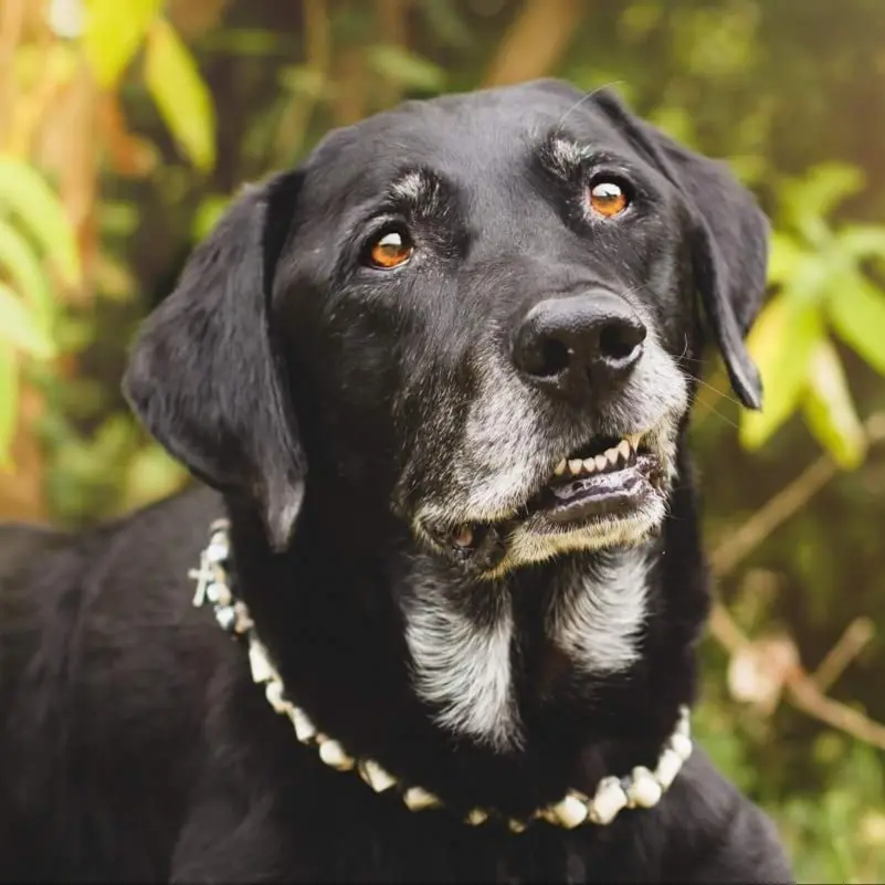 Condolence image of Susi