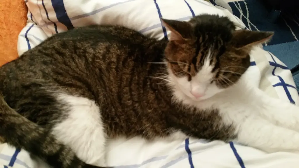 Condolence image of Tanja mit Timmy im Herzen