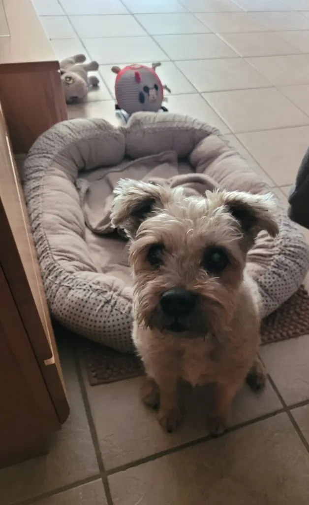 Andachtsbild von René